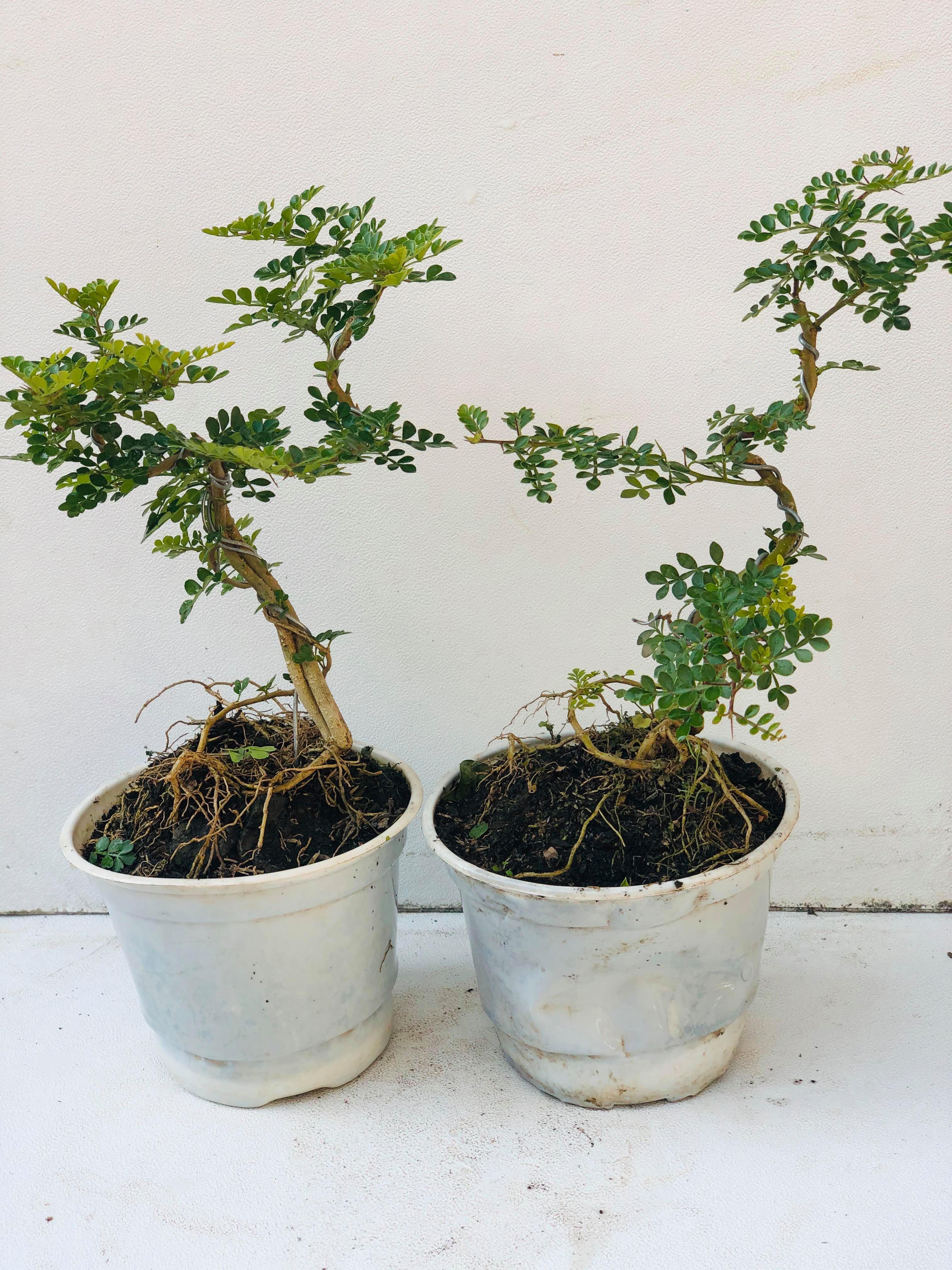 Cây cần thăng bonsai