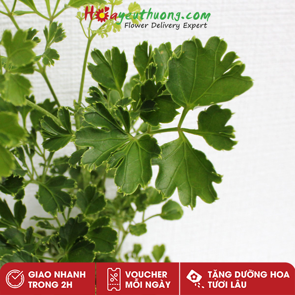 Lá Đinh Lăng Hoayeuthuong - Lá cắm hoa
