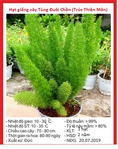 Hạt giống cây Tùng Đuôi Chồn  - Trúc Thiên Môn ( 5 hạt ) - VTNT