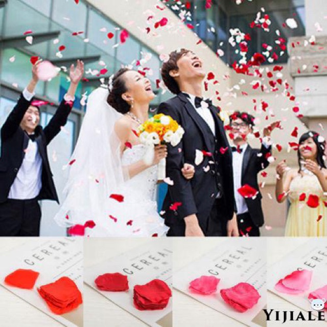 100 Cánh Hoa Hồng Lụa Trang Trí Phòng Cưới