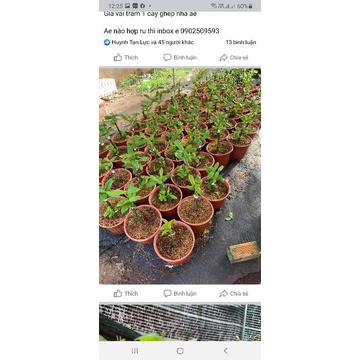 (XẢ) cây mẫu đơn sọc đột biến