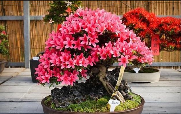 Hoa đỗ quyên nhật tặng 2 cây chè xanh