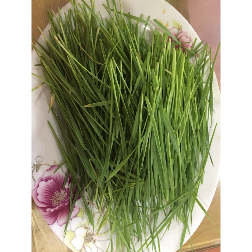 1kg Hạt giống cỏ lúa mì/lúa mạch