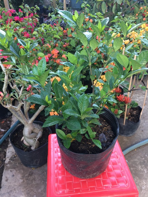 Hoa lài siêu hoa hoa kép(lài tiểu thơ)