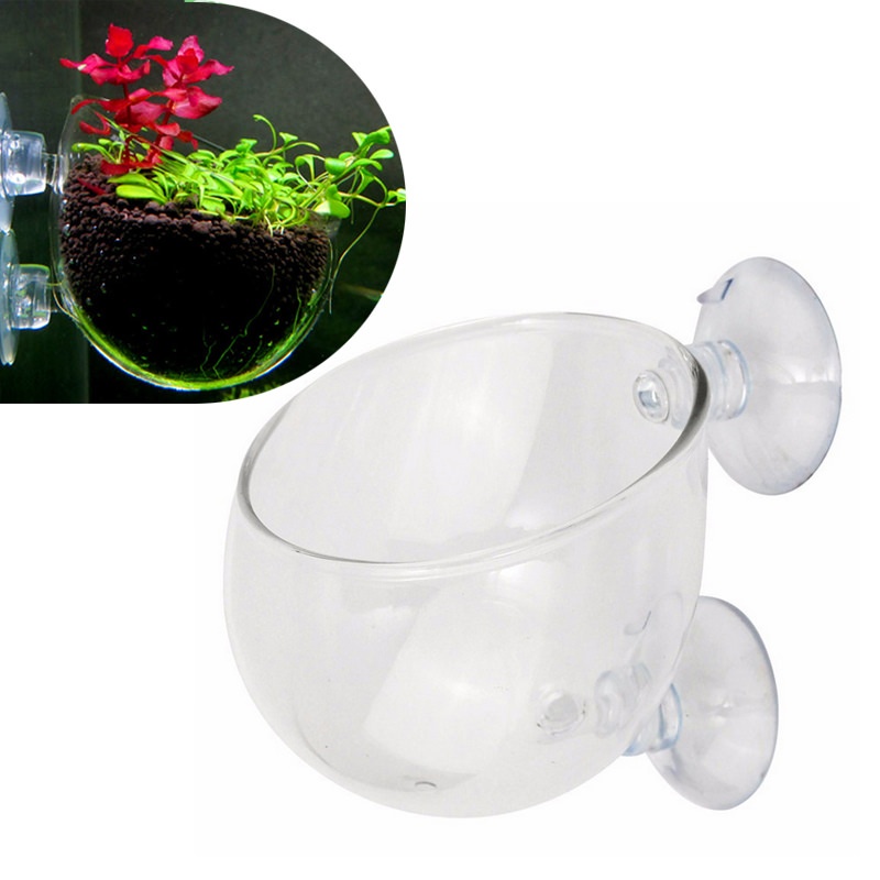 Cốc thủy tinh trang trí hồ cá thủy sinh