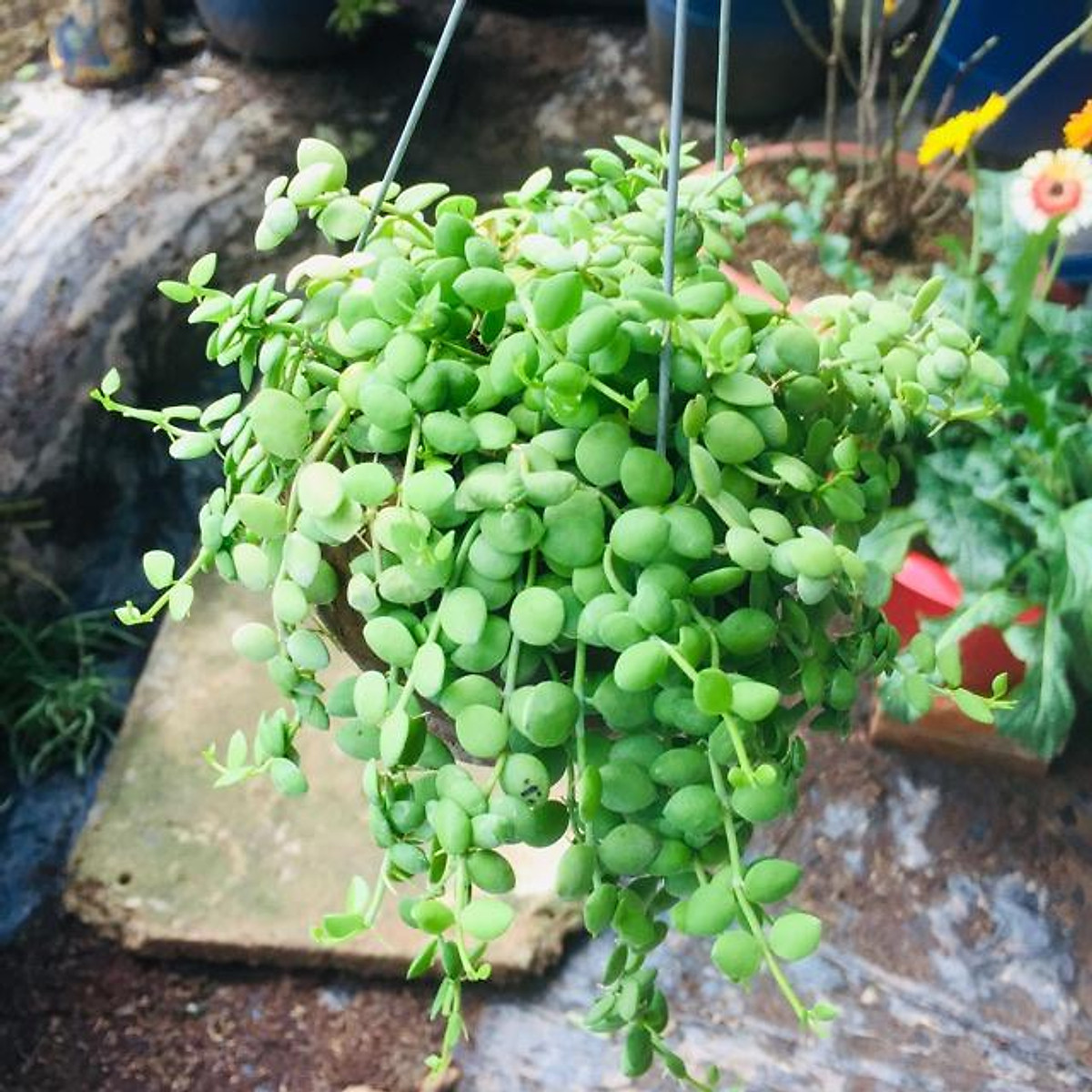 Lan cúc áo mua 3 tặng 1 cây bất kì