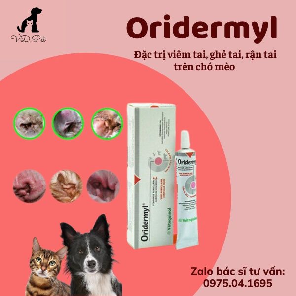 Oridermyl - Tuýp mỡ trị viêm tai, ghẻ tai trên chó mèo