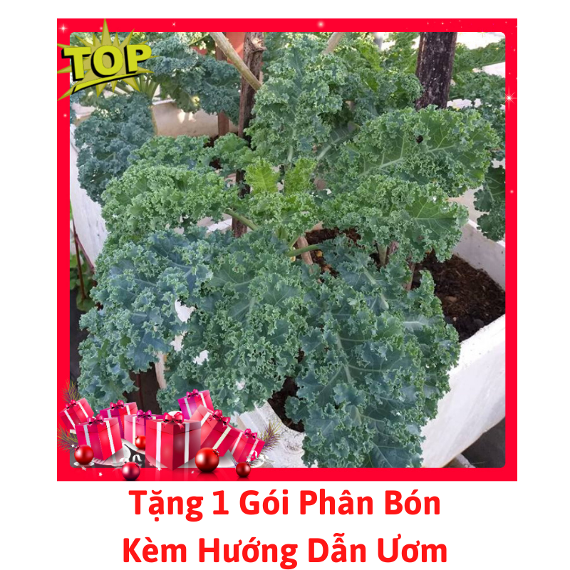 [Lấy mã giảm thêm 30%] Gói Hạt Giống Cải Kale