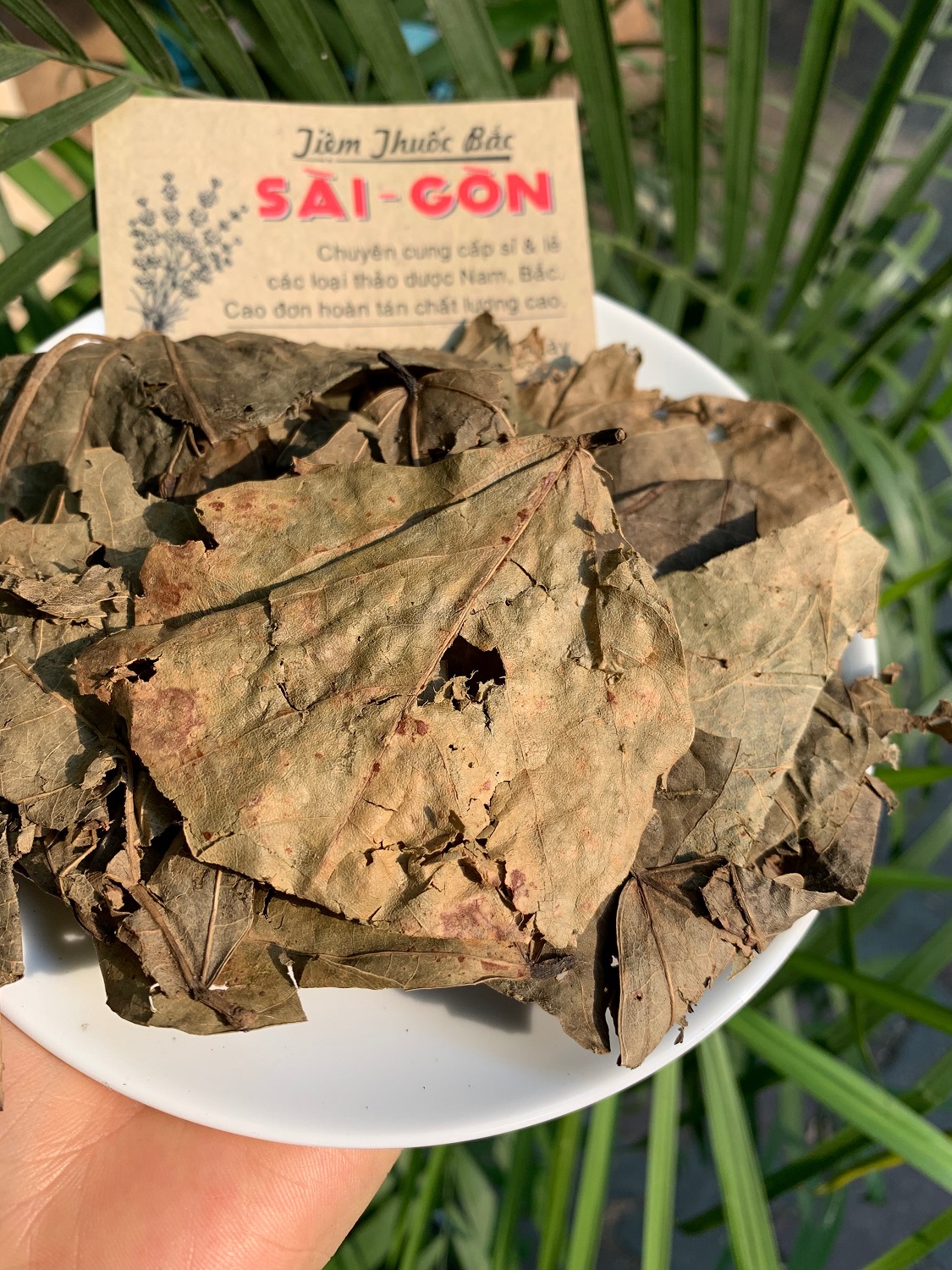 [HCM]LÁ VÔNG NEM 500Gram Tiệm Thuốc Bắc Sài Gòn