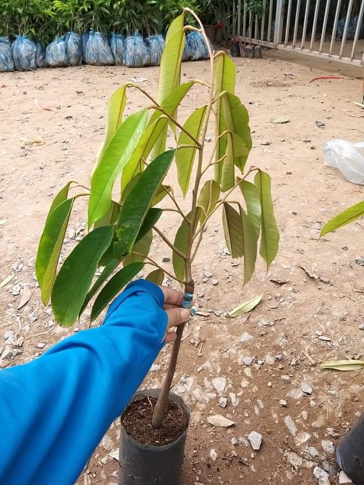 Cây sầu riêng hạt lép cơm vàng RI6