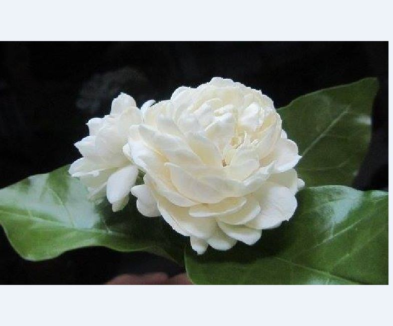 "Gói 10 Hạt " Hạt giống hoa nhài trắng ( hoa lài )