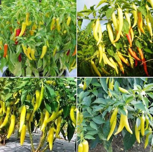 Hạt giống ớt sừng vàng Châu Phi -Gói 0.1gram(tặng kèm phân bón)