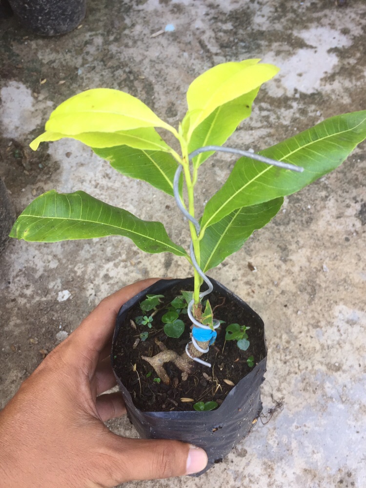 Mai Lá ngọc cành vàng mini