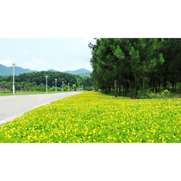Hạt giống cỏ lạc dại – cỏ thảm cảnh - cỏ đậu phộng