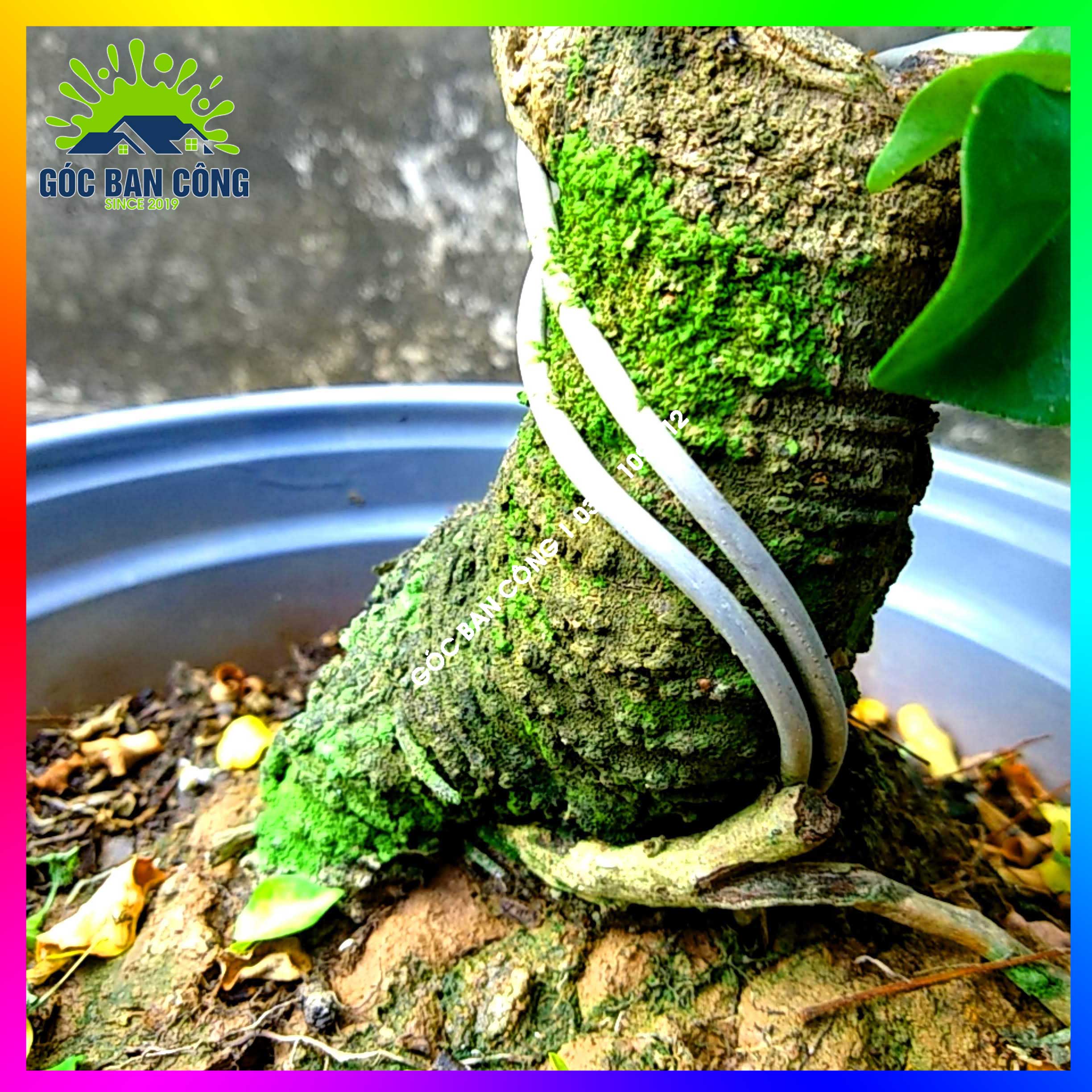 Cây Khế Bonsai Mini Gốc Quái - KBS08