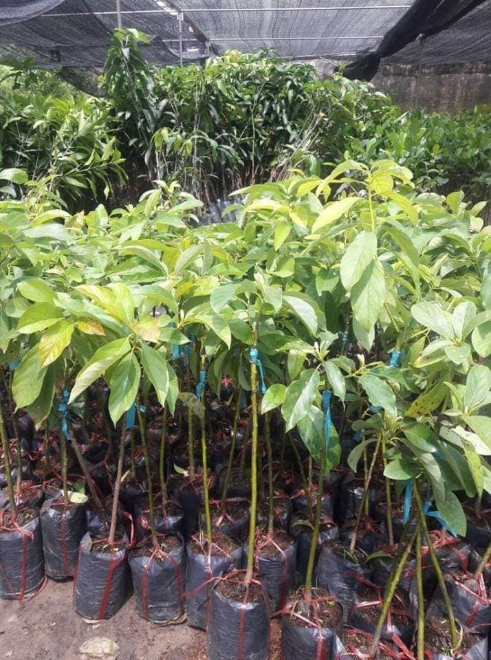 CÂY GIỐNG BƠ KHÔNG HẠT