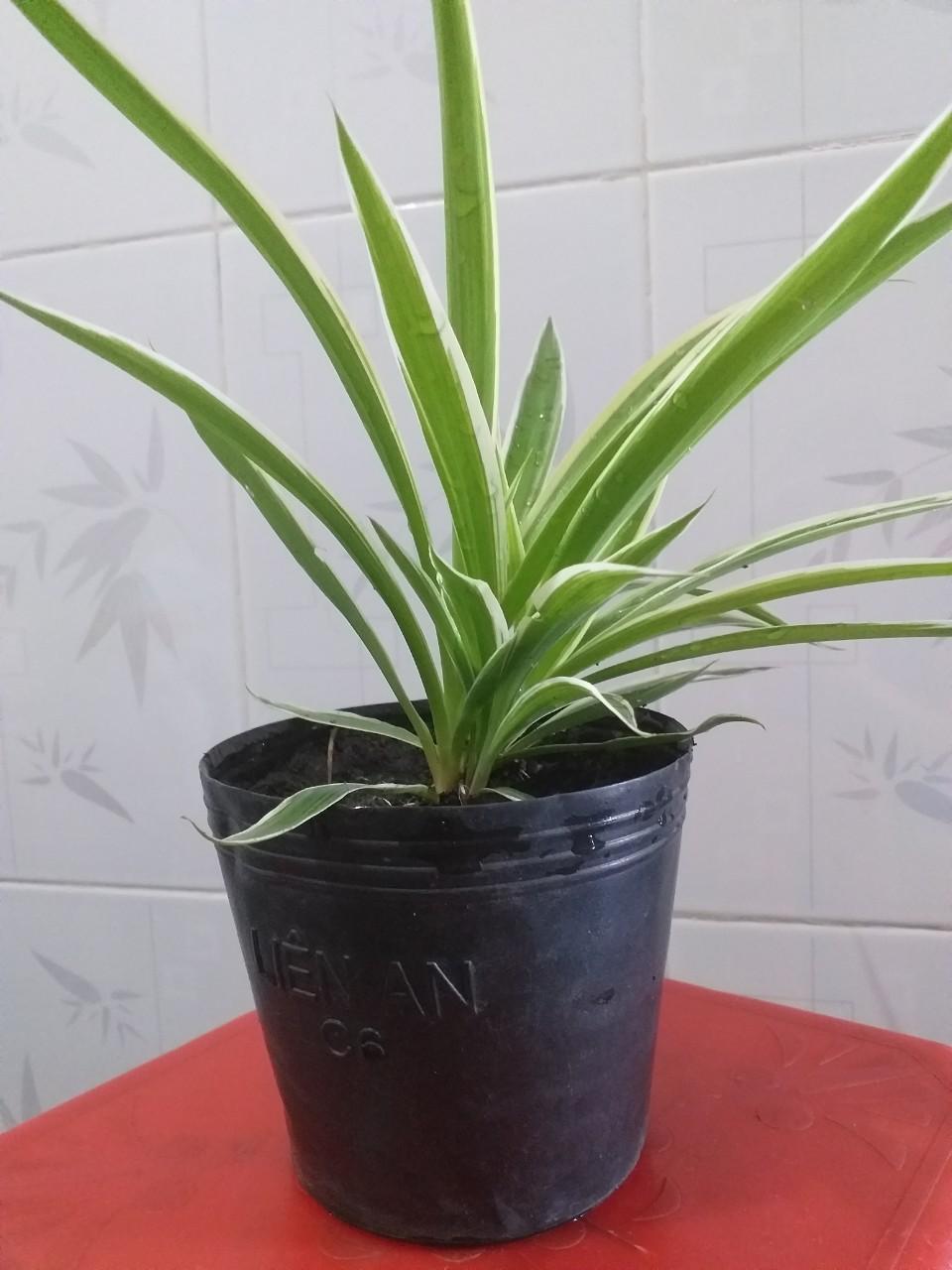 Combo 03 chậu Cây Dây Nhện