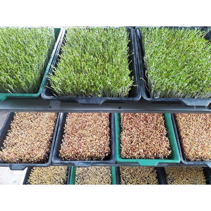 1 Kg Hạt Giống Rau Muốn Mầm
