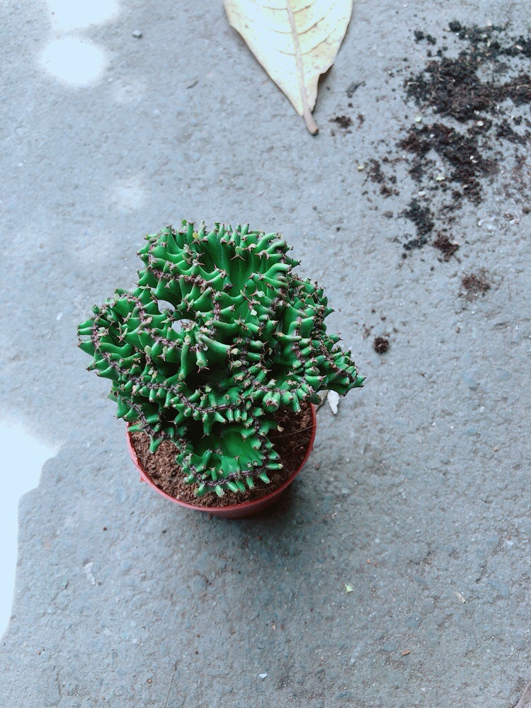 Xương Rồng Vạn Lý