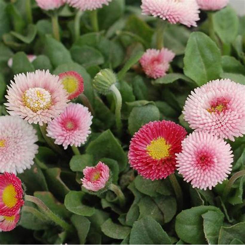 Hạt giống hoa Cúc Anh Mix (Bellis Perennis)(gói 50 hạt) - Dễ trồng