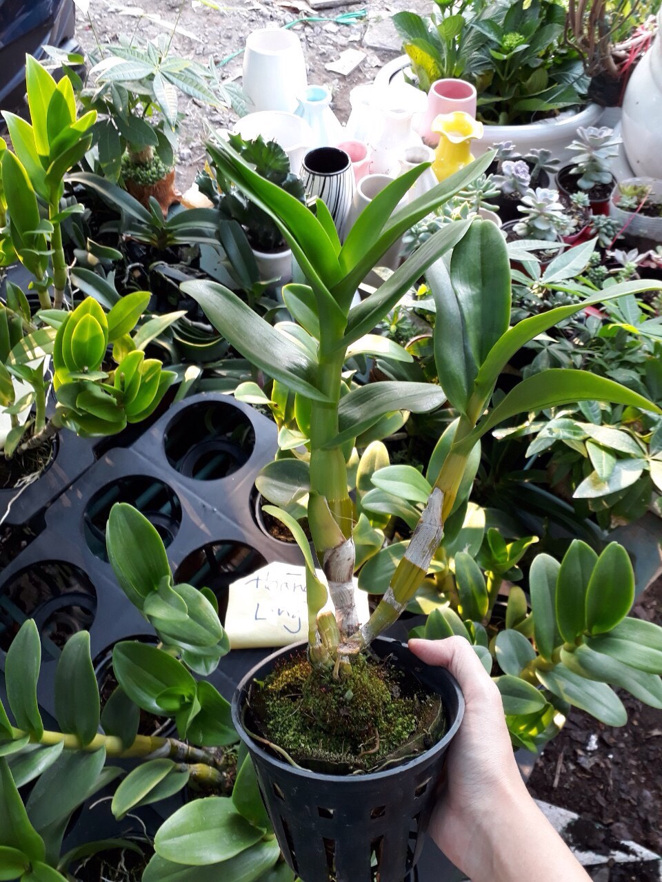 Dendro Nắng Hoàng Long - Cây tơ sắp hoa