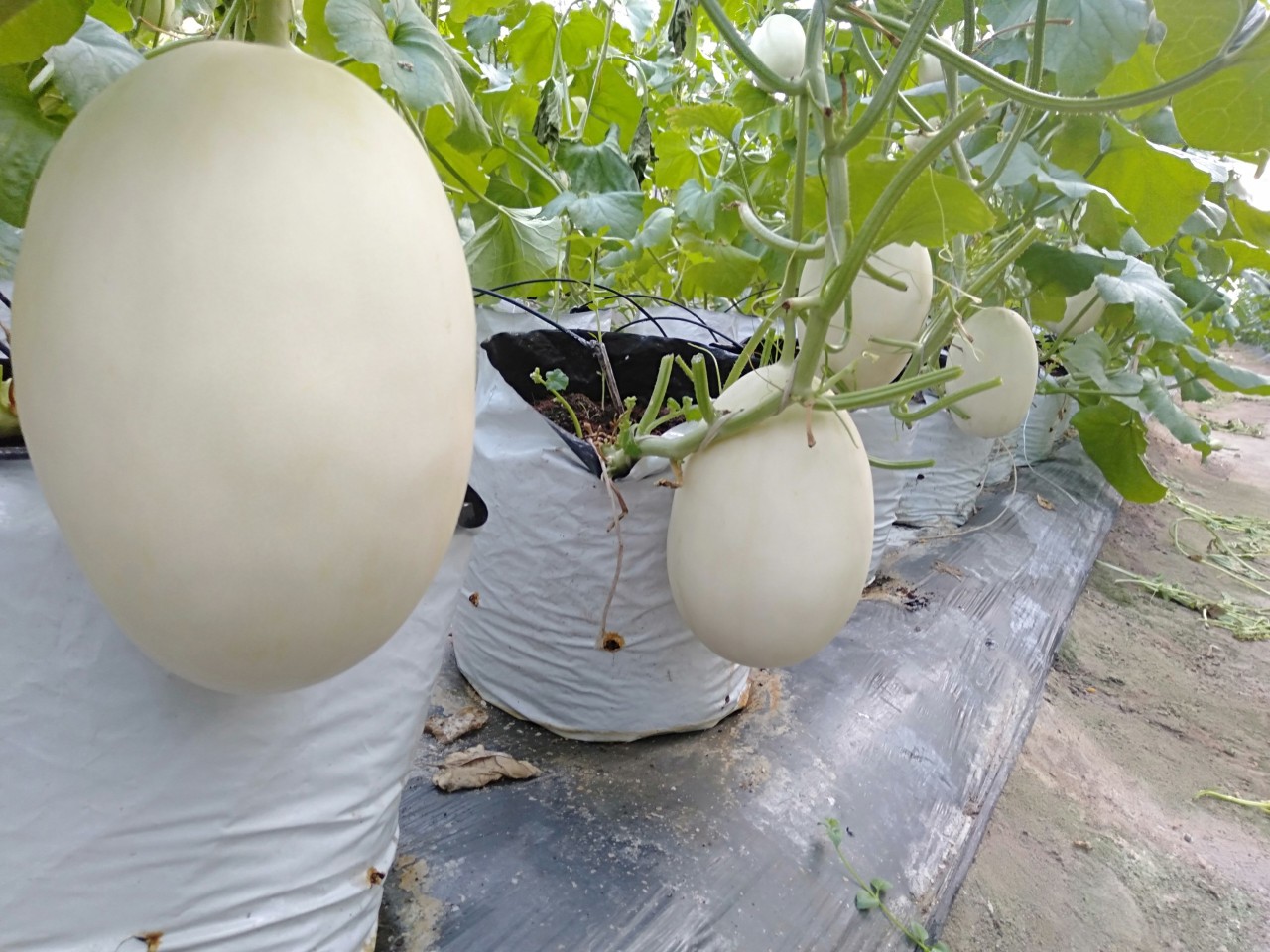 Hạt giống dưa lê Bạch Ngọc Ngọt Thanh, Ruột Trắng_KIEUFARM