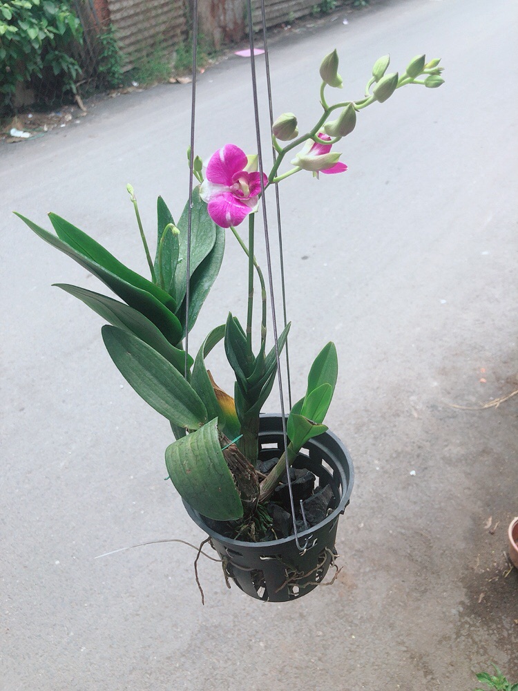 [HCM]Lan Dendro Tím