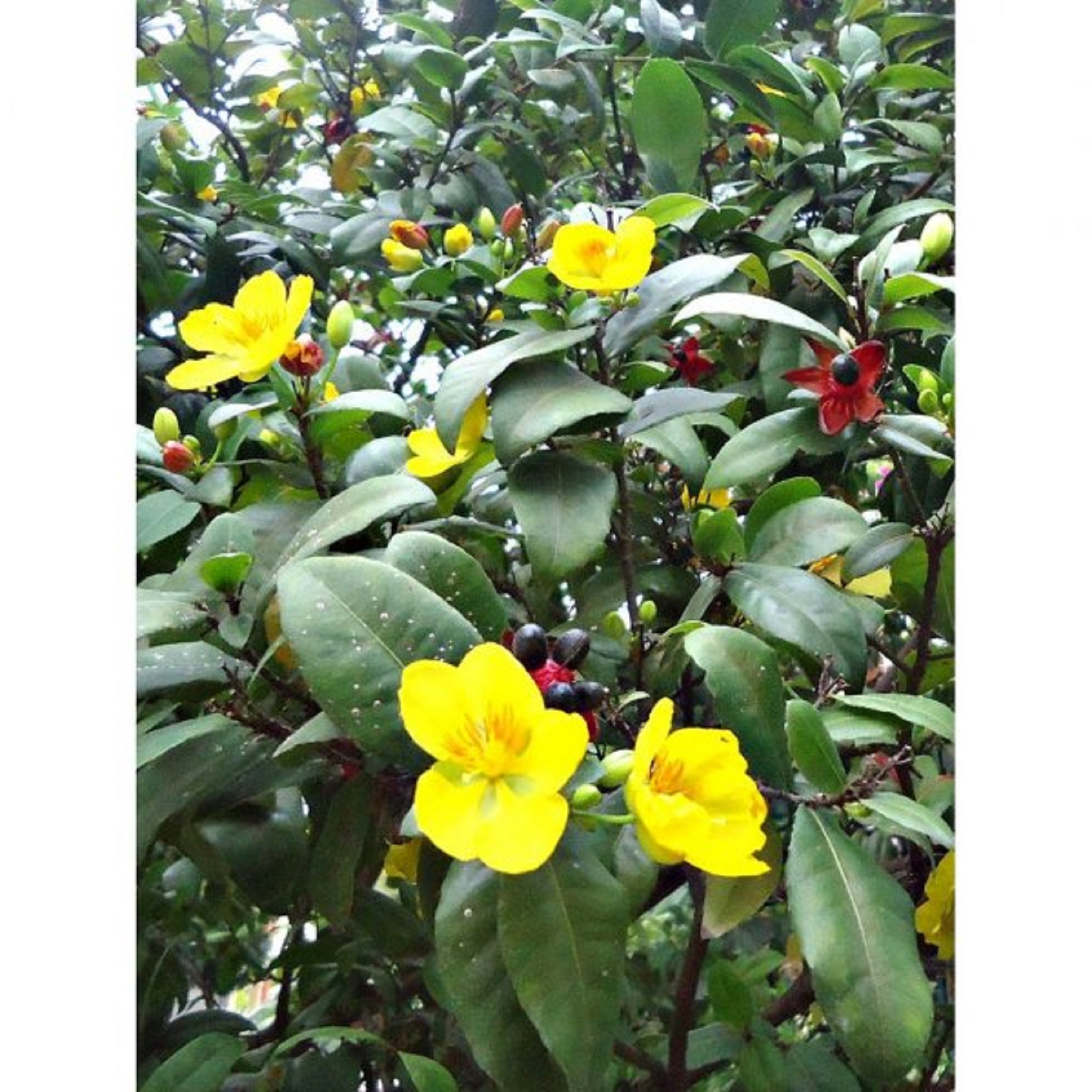 CÂY GIỐNG MAI TỨ QUÝ [ CÂY ƯƠM TỪ HẠT CAO 1M] [GHN]