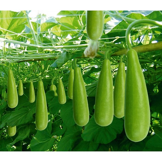 Hạt Giống Bầu Xị Lai F1 2 Gram