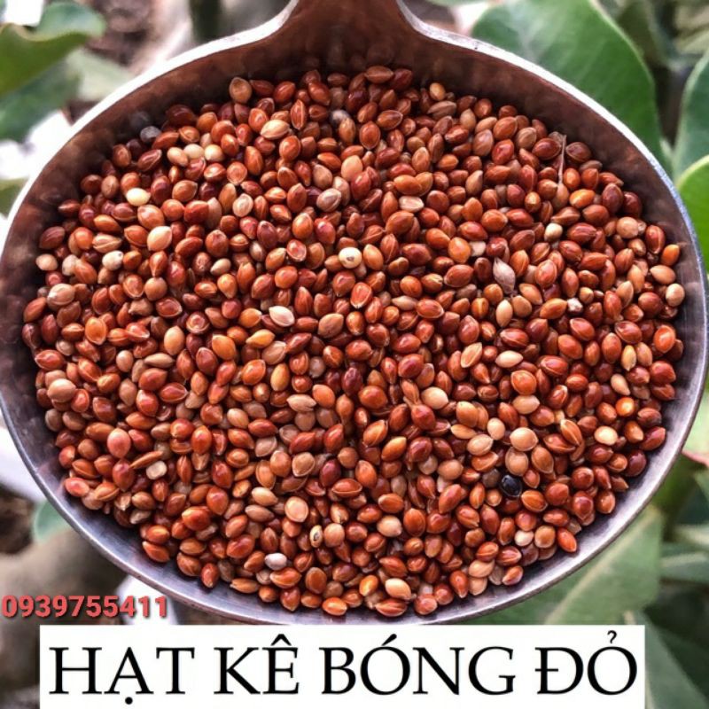 1Kg kê đỏ hạt lớn cho vẹt kê đỏ gò công cho chim sắc kê đỏ lớn cho két
