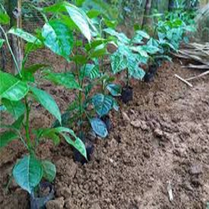 CÂY GIỐNG CÂY HÚNG VỊT ( CÂY CHANH CHÓ, CÂY THÁI GẤU ,CÂY HÚNG RỪNG )