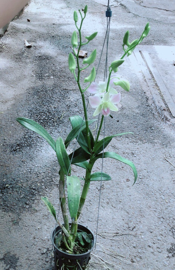 Lan Dendro Hồng Nhạt