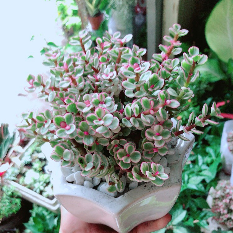 [HCM]Chậu Cây Cành Vàng Lá Ngọc