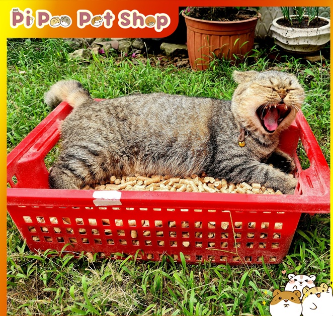 Gỗ nén - Cát vệ sinh cho mèo bao 10kg
