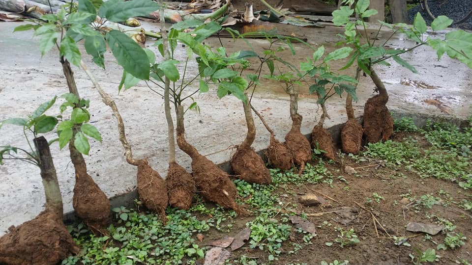 Lá Lằng Nghệ - Tĩnh 0349767746