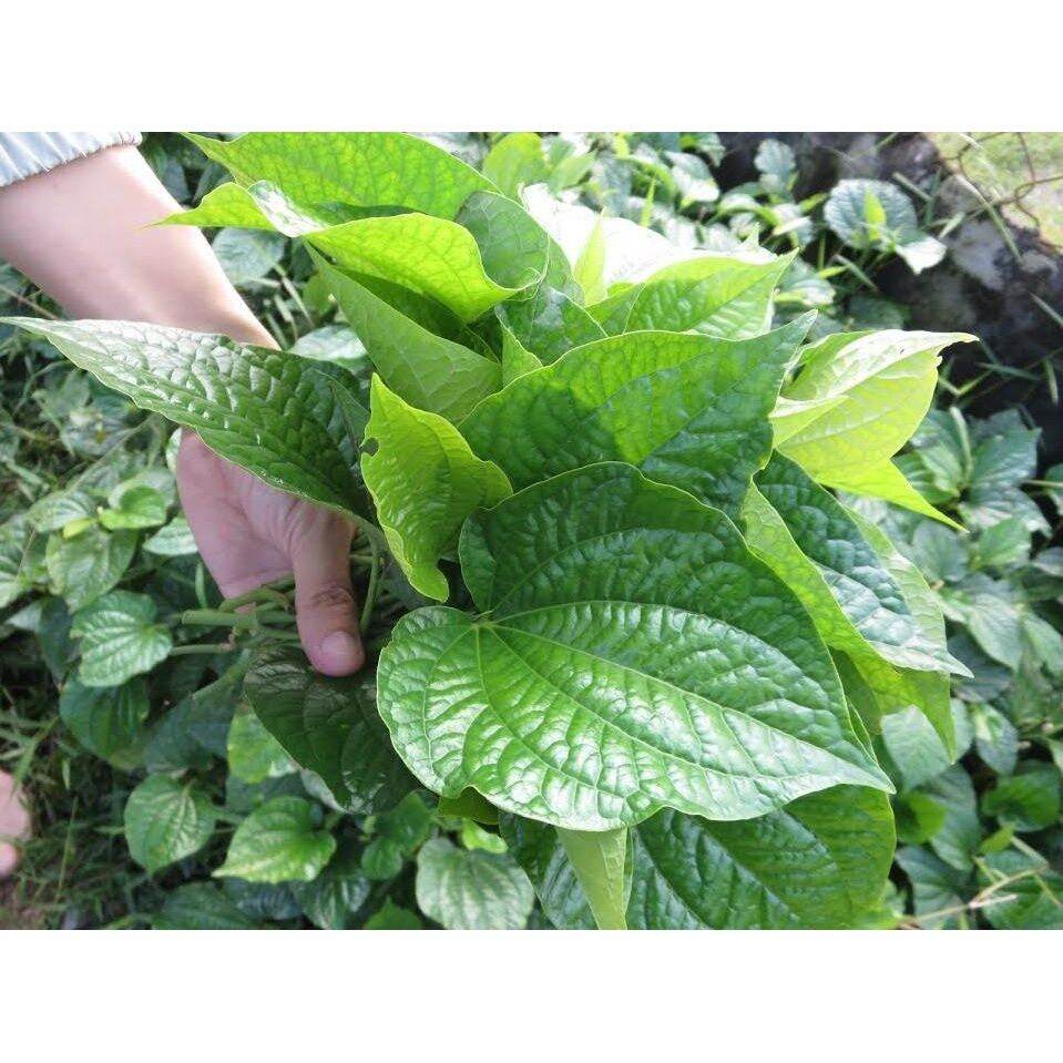 1kg lá lốt hàng chuẩn (khô thơm sạch)