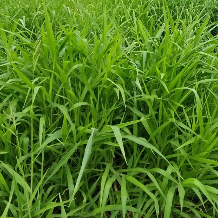 Hạt giống cỏ Ruzi gói 100gr