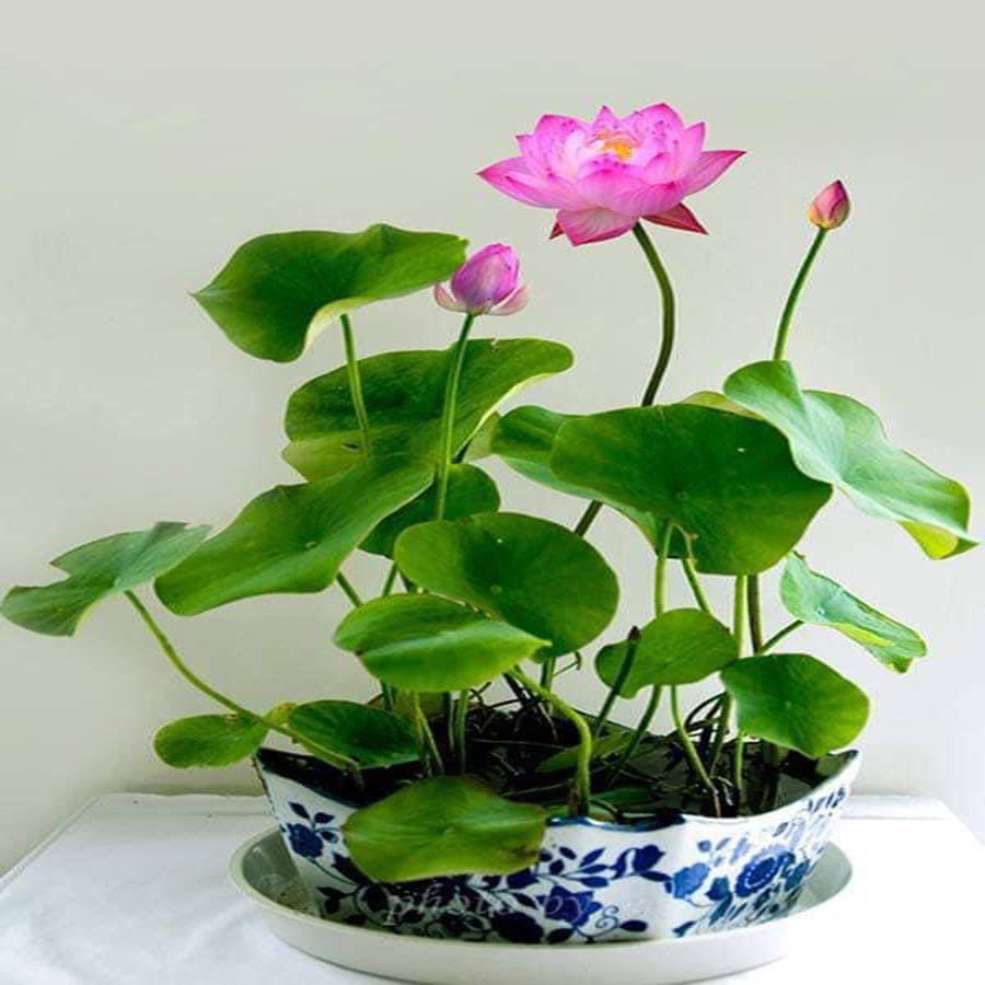 Hạt Giống Hoa Sen Mini Nhật Bản ( chọn màu )