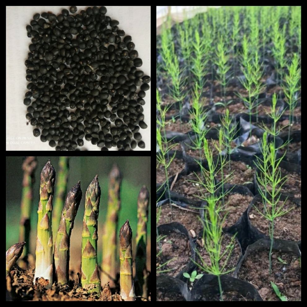 Hạt giống măng tây gói 25 hạt