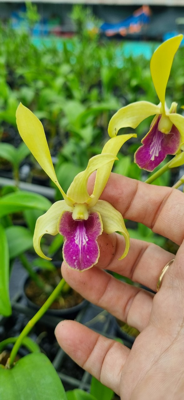 HOA LAN THỎ VÀNG LAI SING