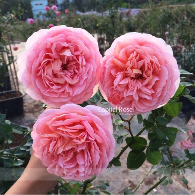 Hoa hồng Abraham Darby Rose ,hồng leo, hoa to, thơm - cây giống rễ trần