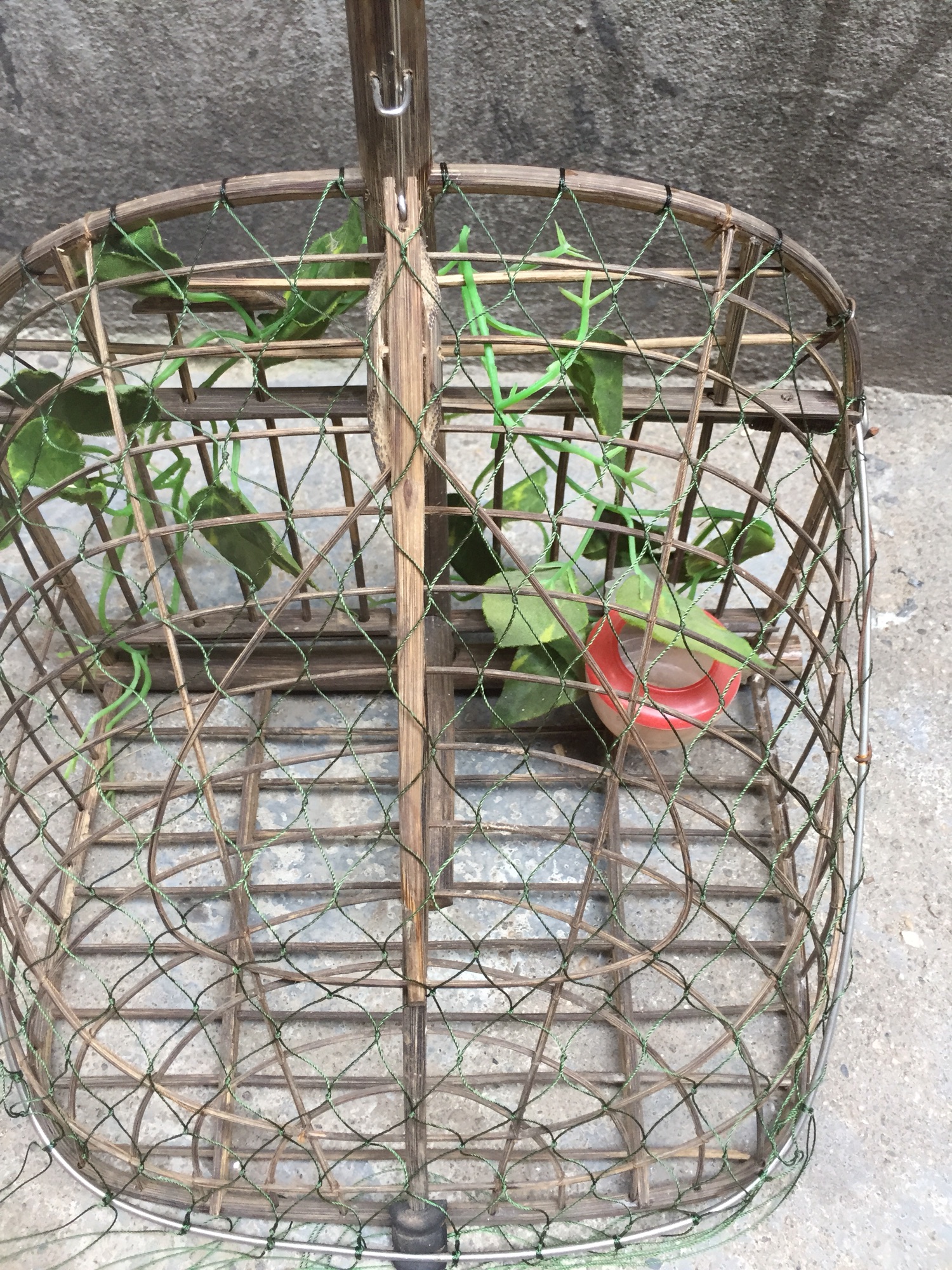 Chỉ đan lưới lồng bẫy chim chào mào ( choè than)