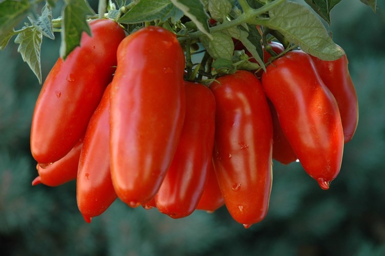 Hạt giống cà chua chuối ( cà chua ngón tay đỏ ) 30 hạt/gói - ( TẶNG gói kích thích hỗ trợ hạt nảy mầm)