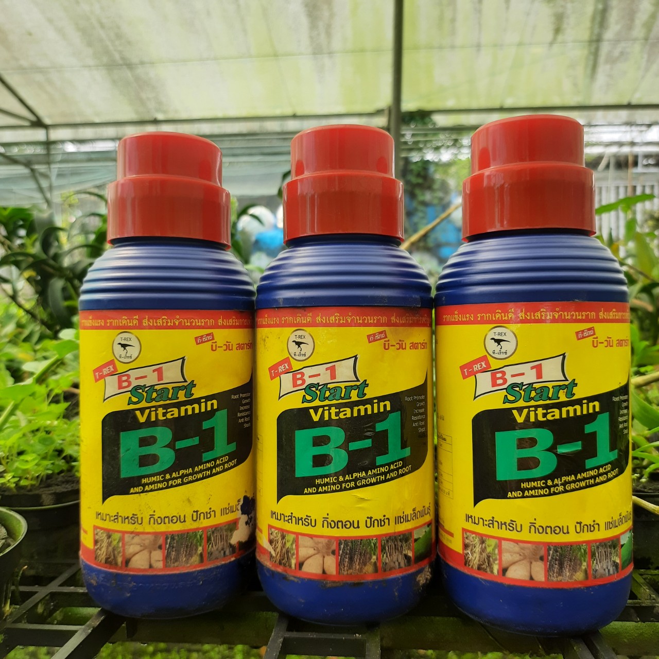 Vitamin B1- Star Thái Lan 1L