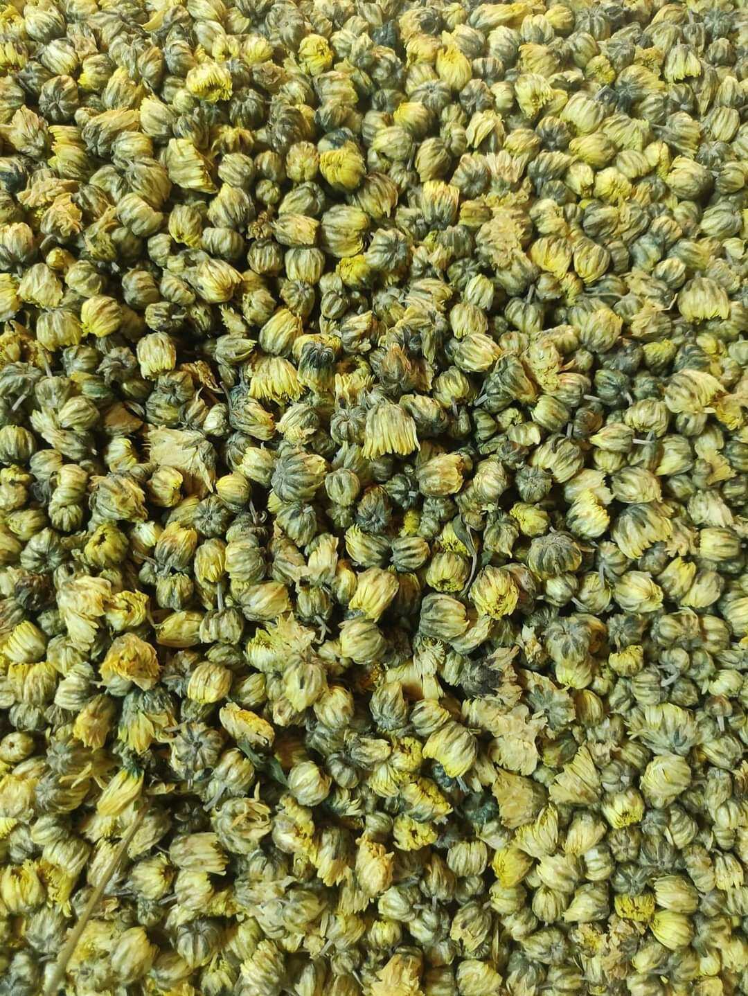 100g Hoa cúc nụ khô