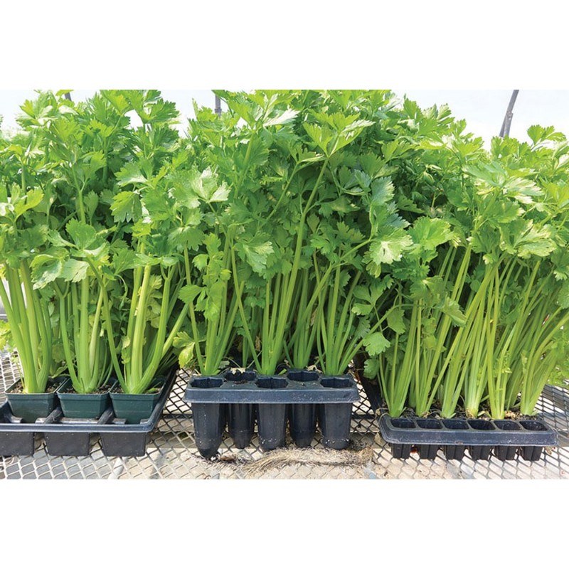 Hạt Rau Cần Lá Xanh Cần Tây - Gói 10 Gram