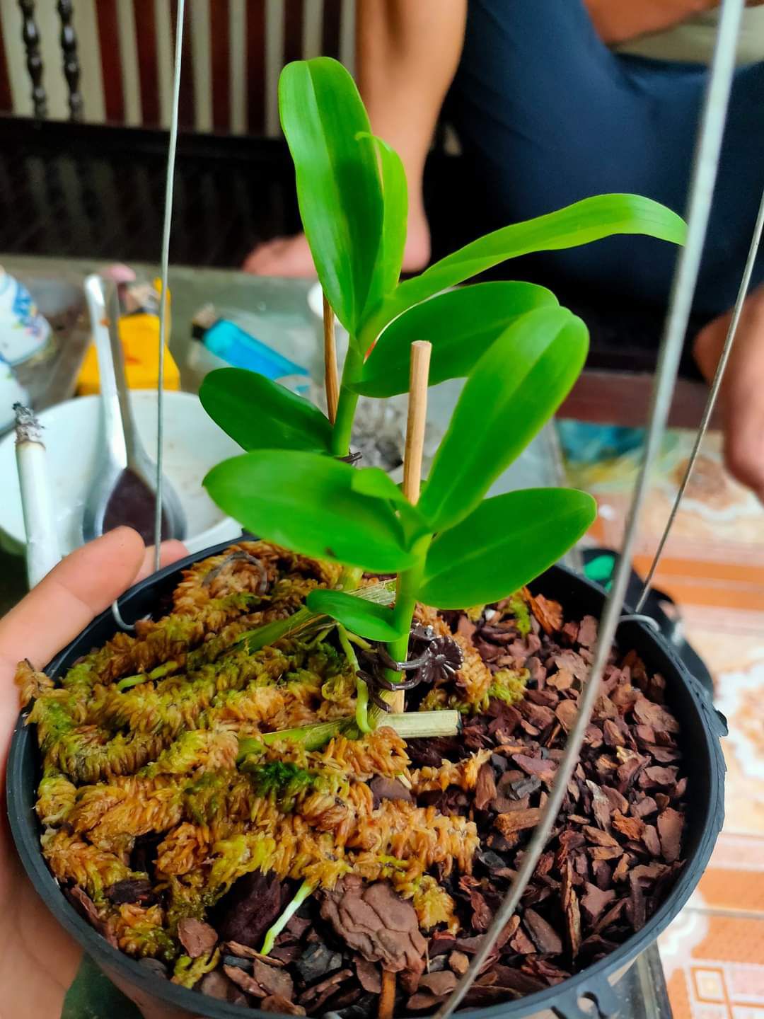 Hoa phong lan - 5ct tố đan( cây cao 15-17cm, ươm tự nhiên, hoa cây mẹ)