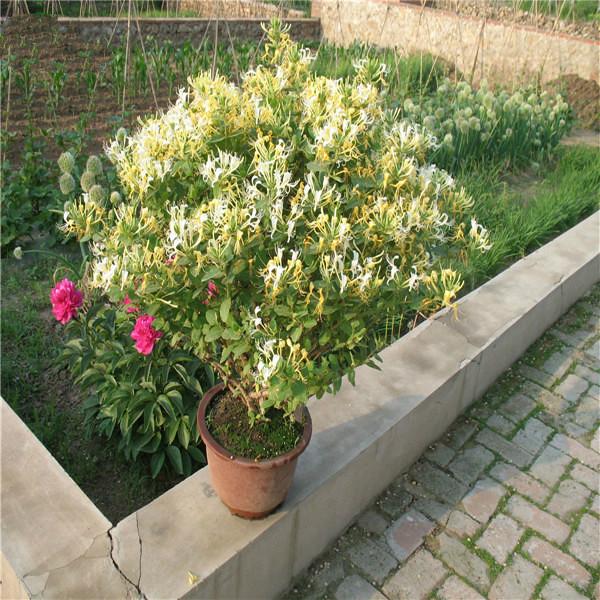 Honeysuckle seeds - Sale Off
