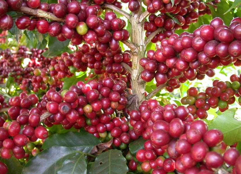 Sỉ 5kg cà phê rang nguyên hạt robusta Buôn ma Thuột