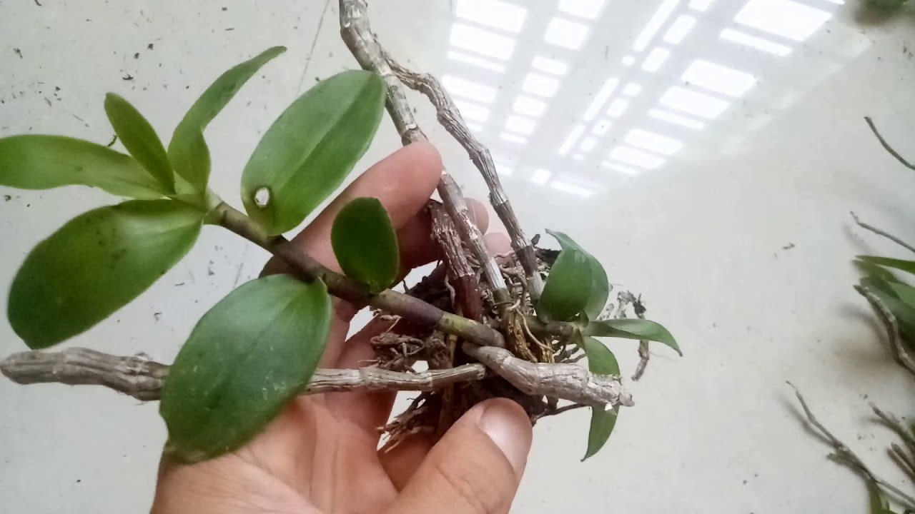[Cây giống] Giả Hạc Ma Bó - Cây con gieo hạt
